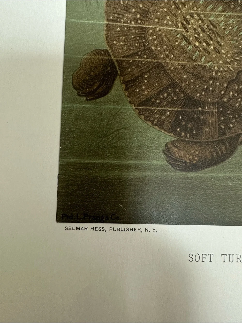 1880s Chromolithograph L. Prang/Selmar Hess - SOFT TURTLES